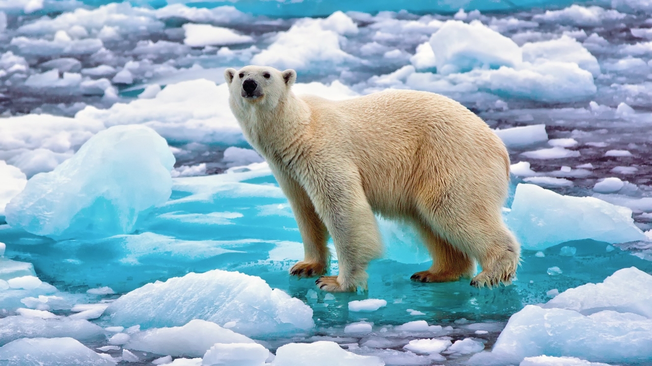 Polar Bear in Norway for 1280 x 720 HDTV 720p resolution