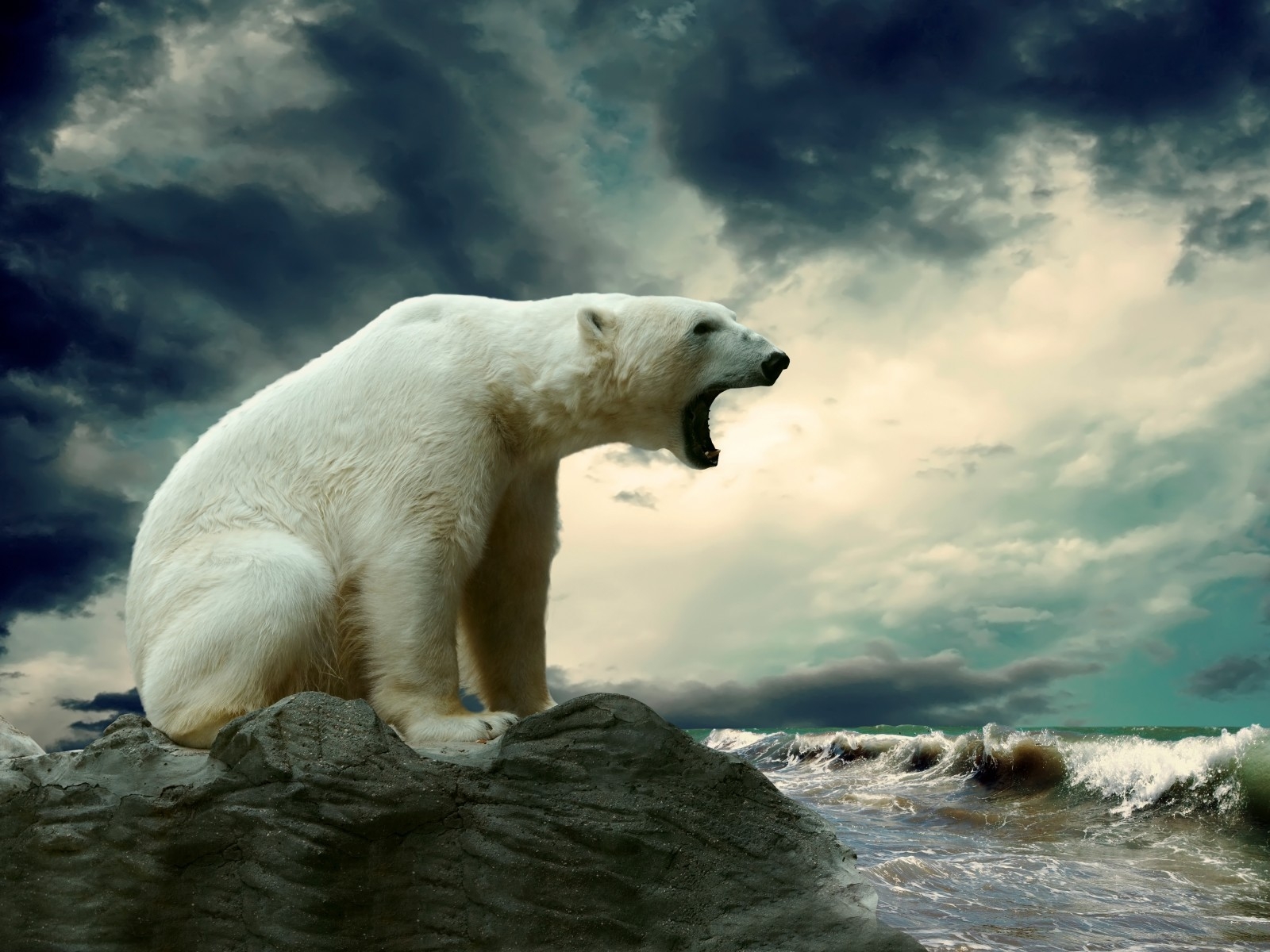 Polar Bear Shouting for 1600 x 1200 resolution