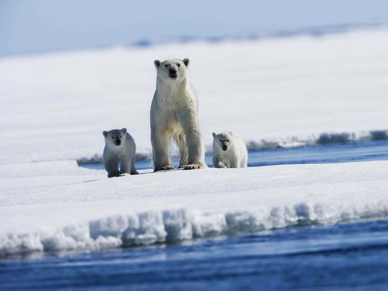 Polar bear with puppies for 1280 x 960 resolution