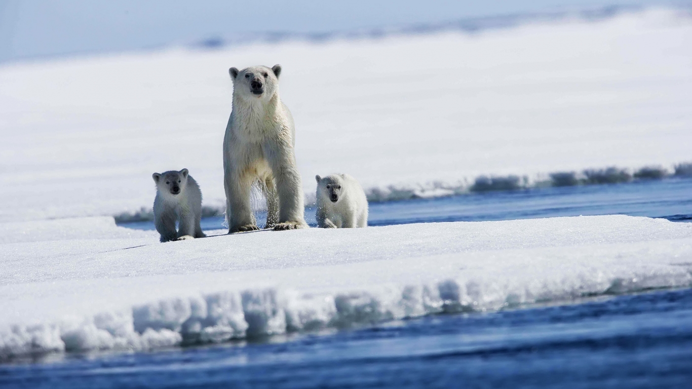Polar bear with puppies for 1366 x 768 HDTV resolution