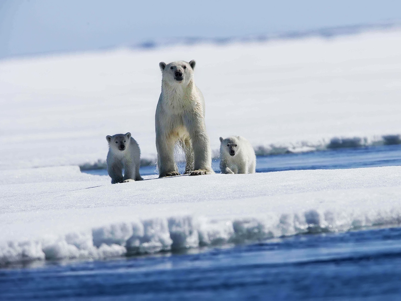 Polar bear with puppies for 1600 x 1200 resolution