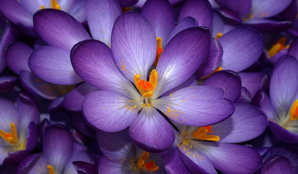 Purple Flower for 1024 x 600 widescreen resolution
