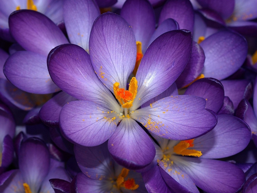 Purple Flower for 1024 x 768 resolution