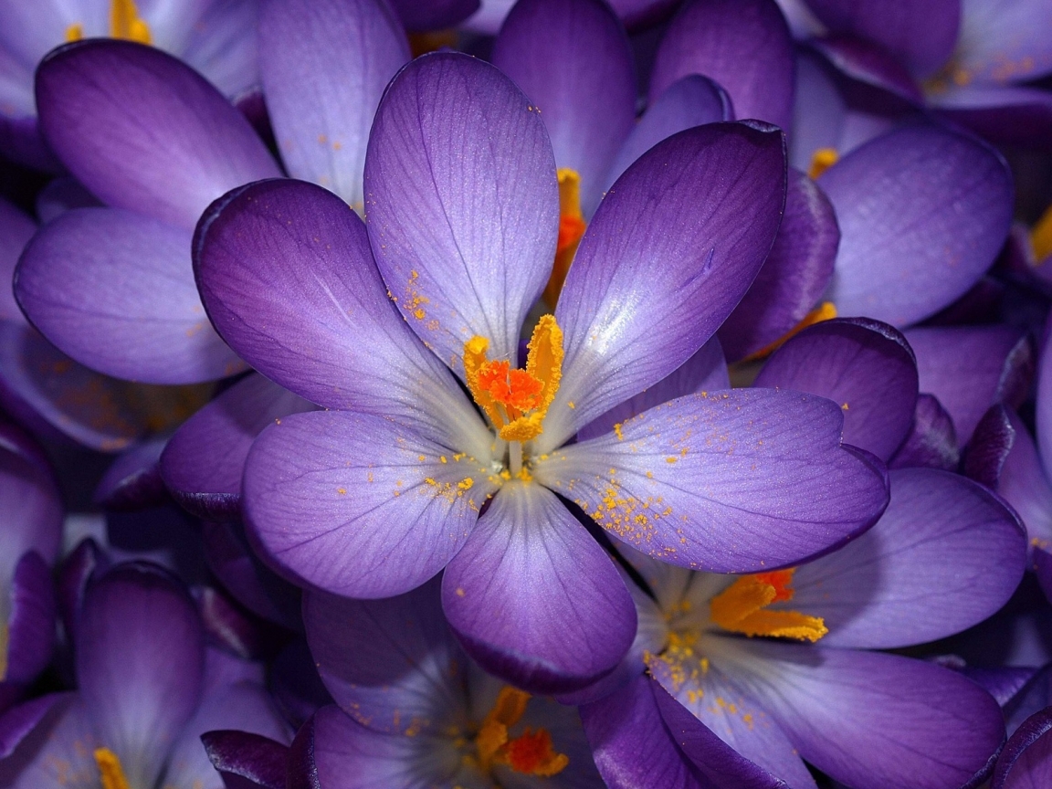 Purple Flower for 1152 x 864 resolution