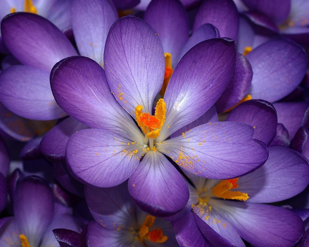 Purple Flower for 1280 x 1024 resolution
