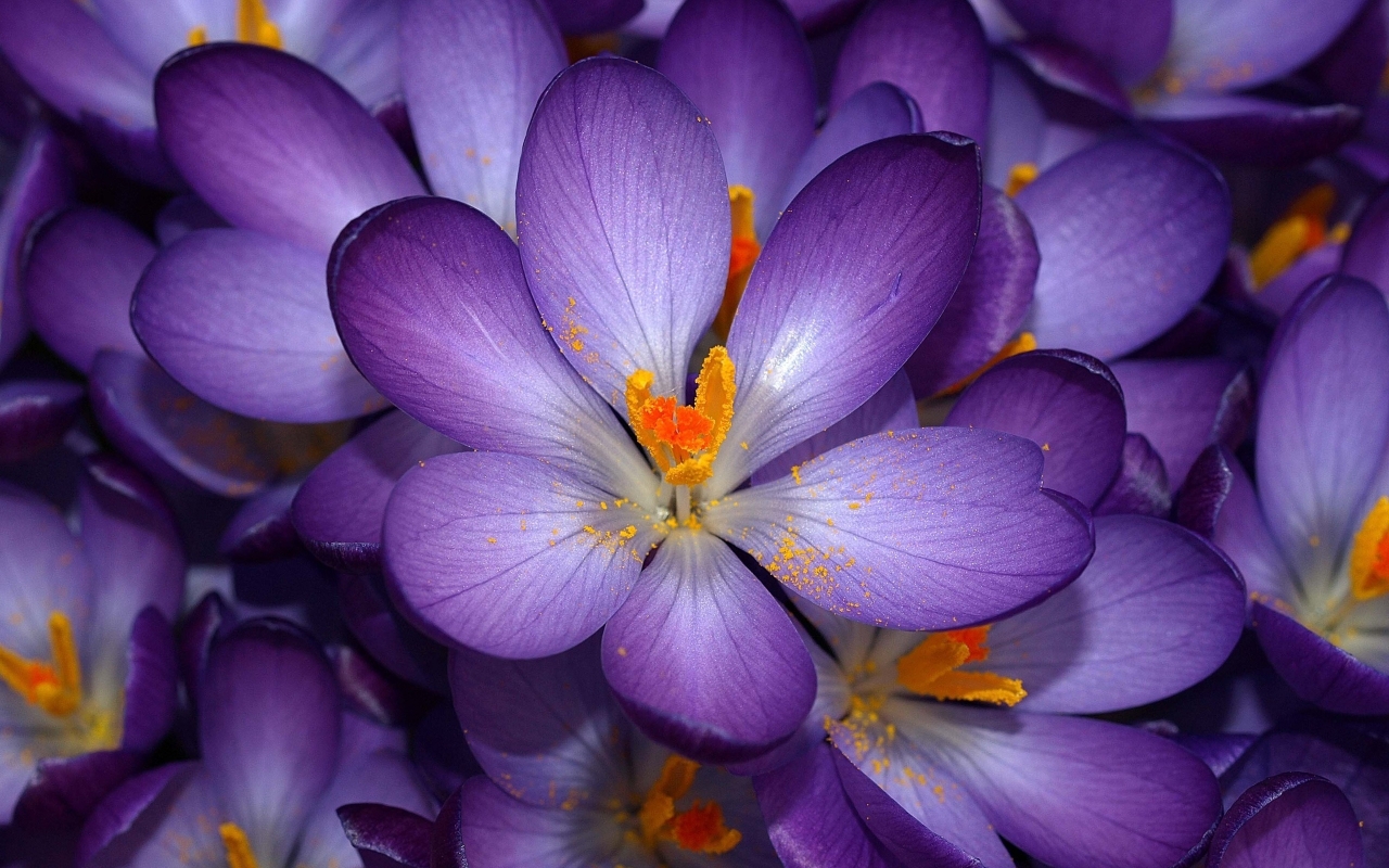 Purple Flower for 1280 x 800 widescreen resolution