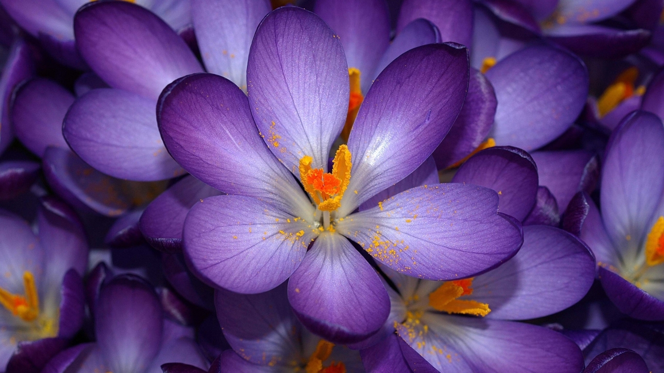 Purple Flower for 1366 x 768 HDTV resolution