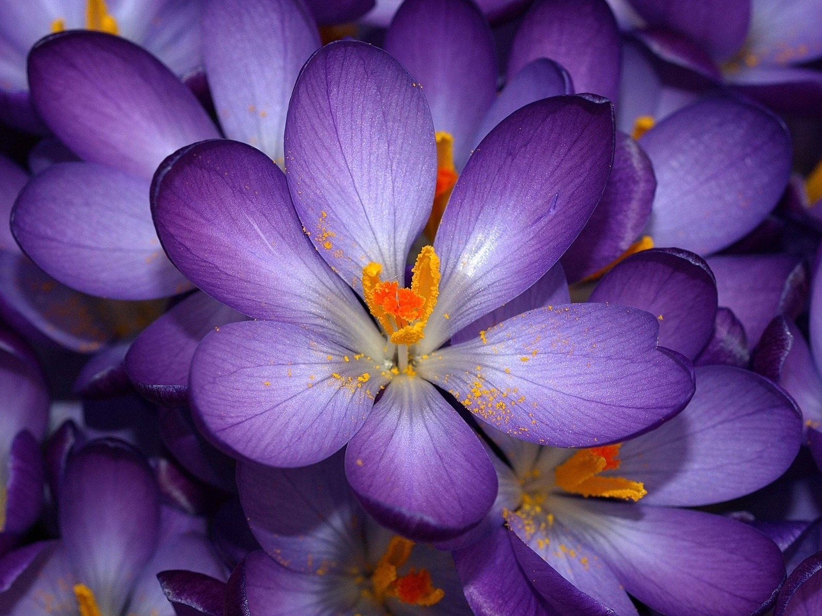 Purple Flower for 1600 x 1200 resolution