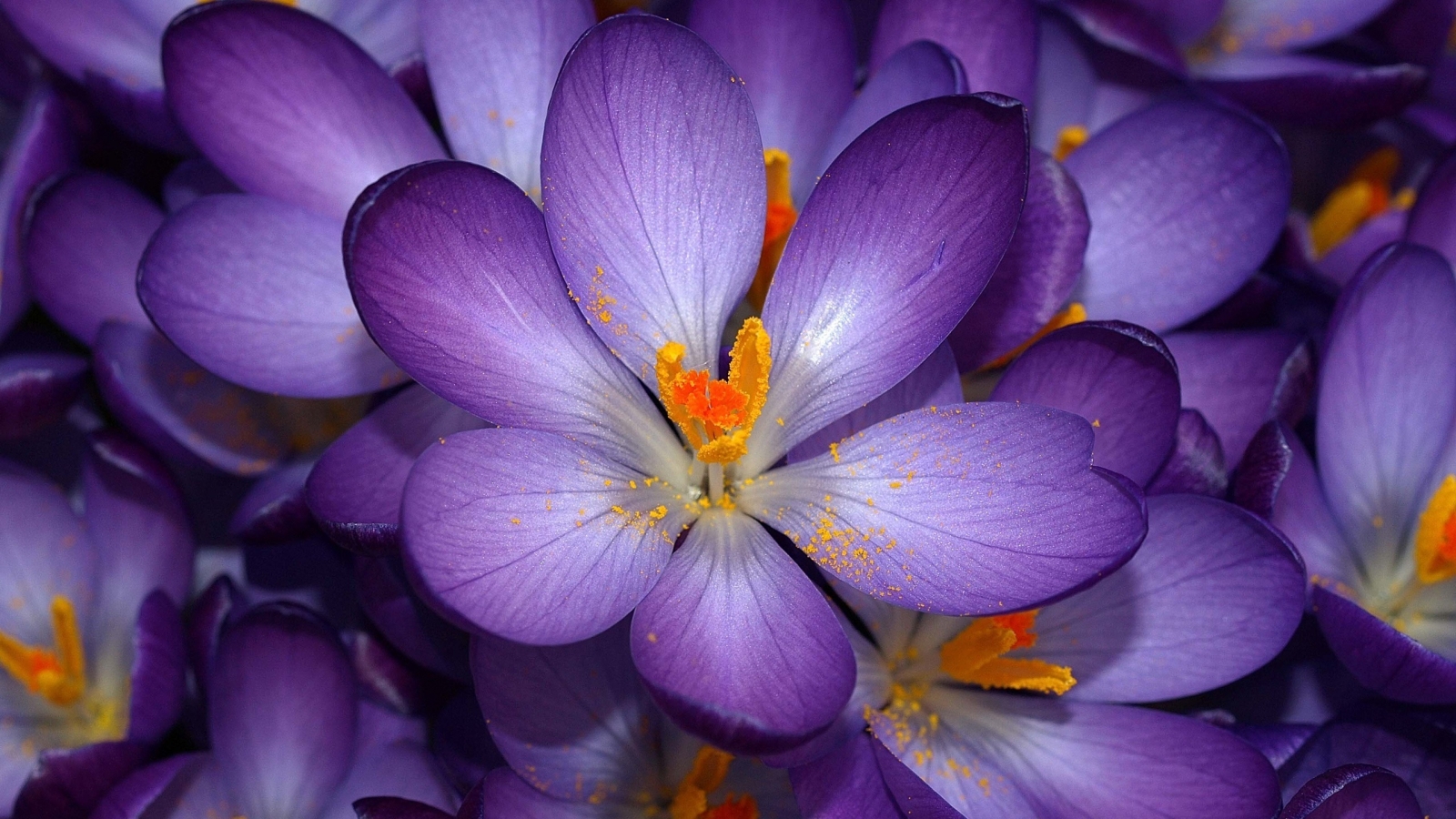 Purple Flower for 1600 x 900 HDTV resolution