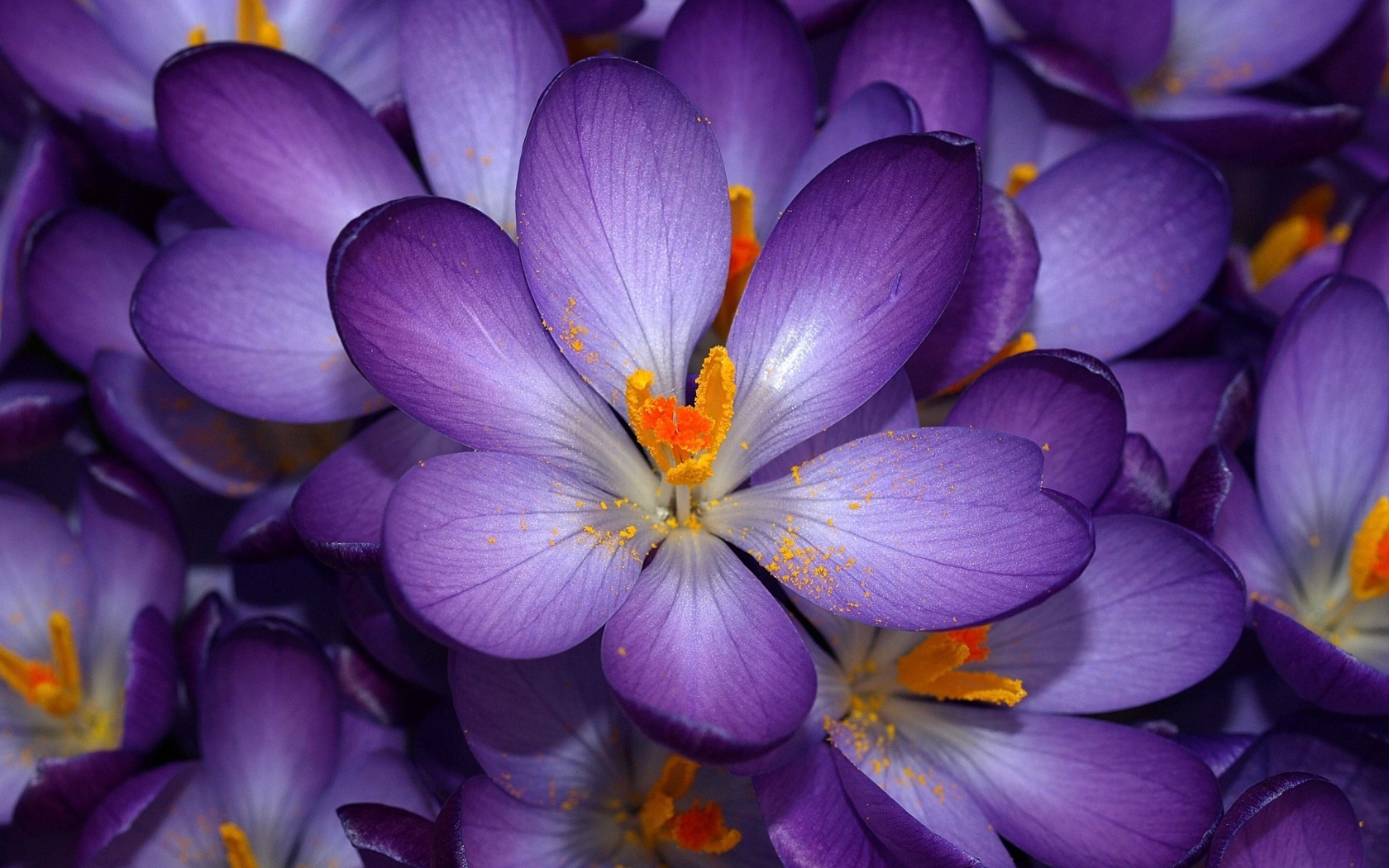 Purple Flower for 1680 x 1050 widescreen resolution