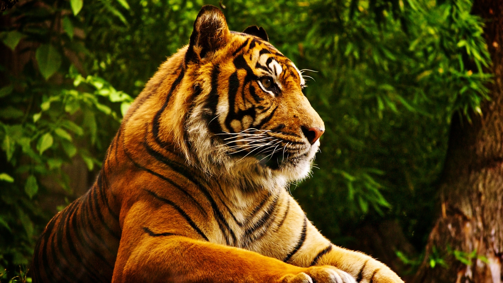Quiet Tiger for 1600 x 900 HDTV resolution