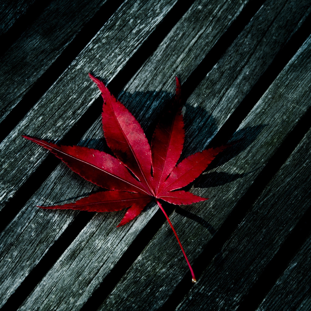 Red Fallen Leaf for 1024 x 1024 iPad resolution