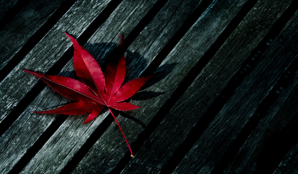 Red Fallen Leaf for 1024 x 600 widescreen resolution