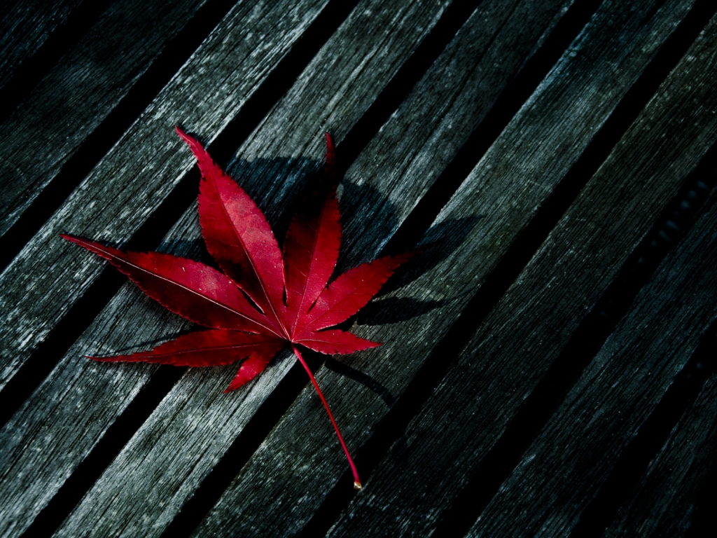 Red Fallen Leaf for 1024 x 768 resolution