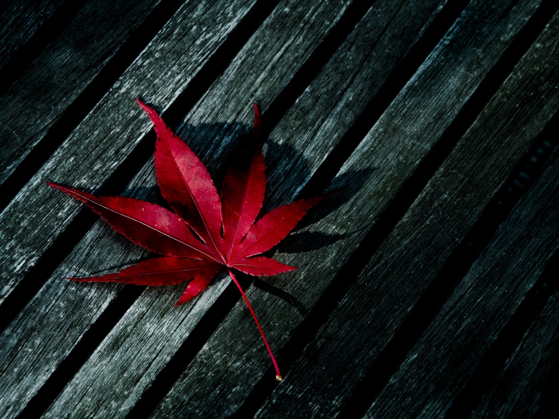Red Fallen Leaf for 1152 x 864 resolution