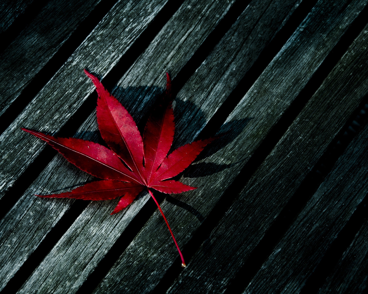 Red Fallen Leaf for 1280 x 1024 resolution
