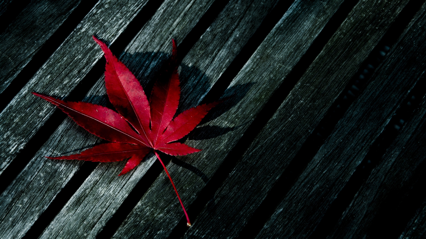 Red Fallen Leaf for 1366 x 768 HDTV resolution