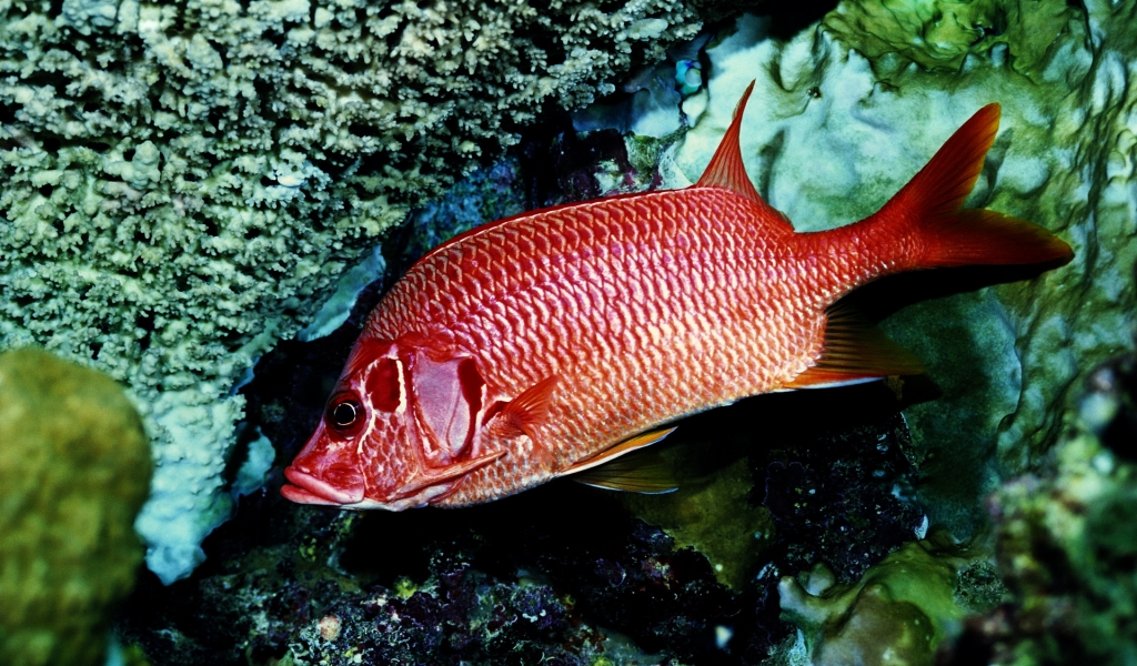 Red Fish Alone for 1024 x 600 widescreen resolution