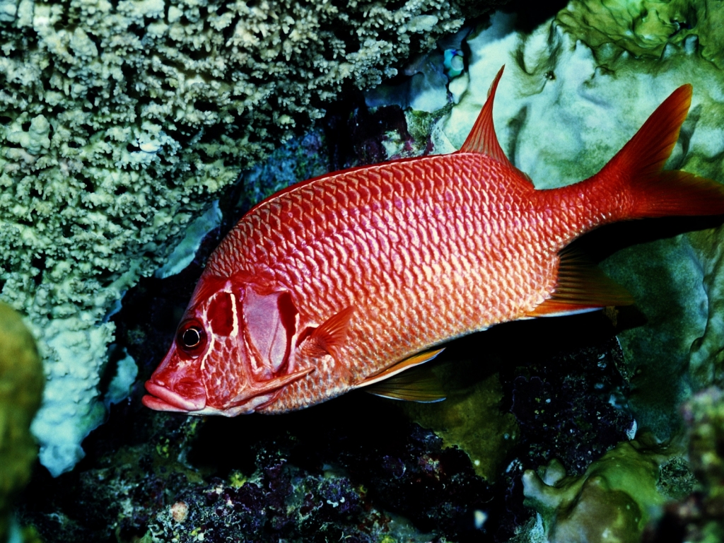 Red Fish Alone for 1024 x 768 resolution