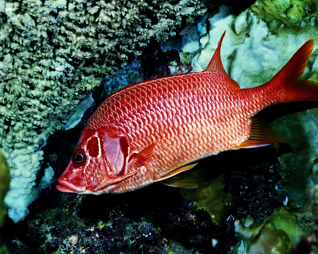 Red Fish Alone for 1280 x 1024 resolution