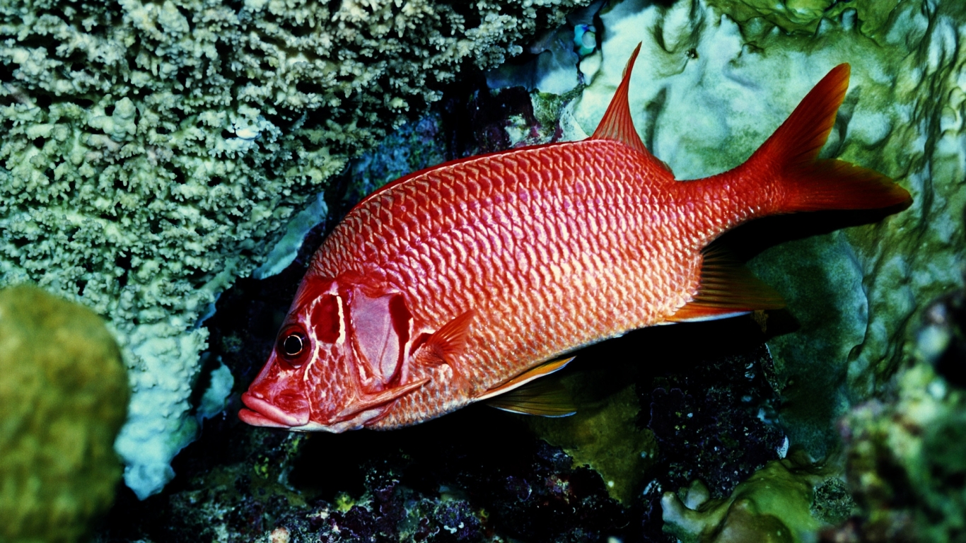 Red Fish Alone for 1366 x 768 HDTV resolution
