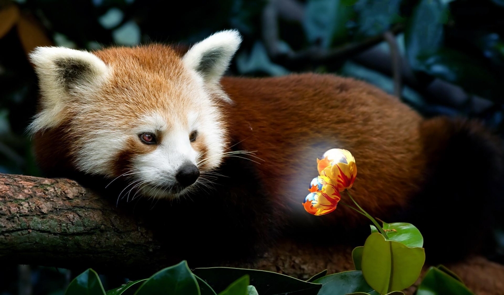 Red Panda Firefox for 1024 x 600 widescreen resolution