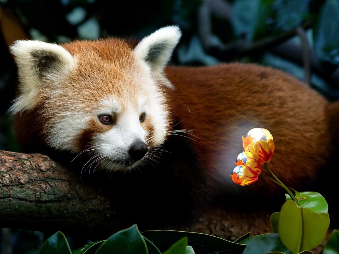 Red Panda Firefox for 1152 x 864 resolution
