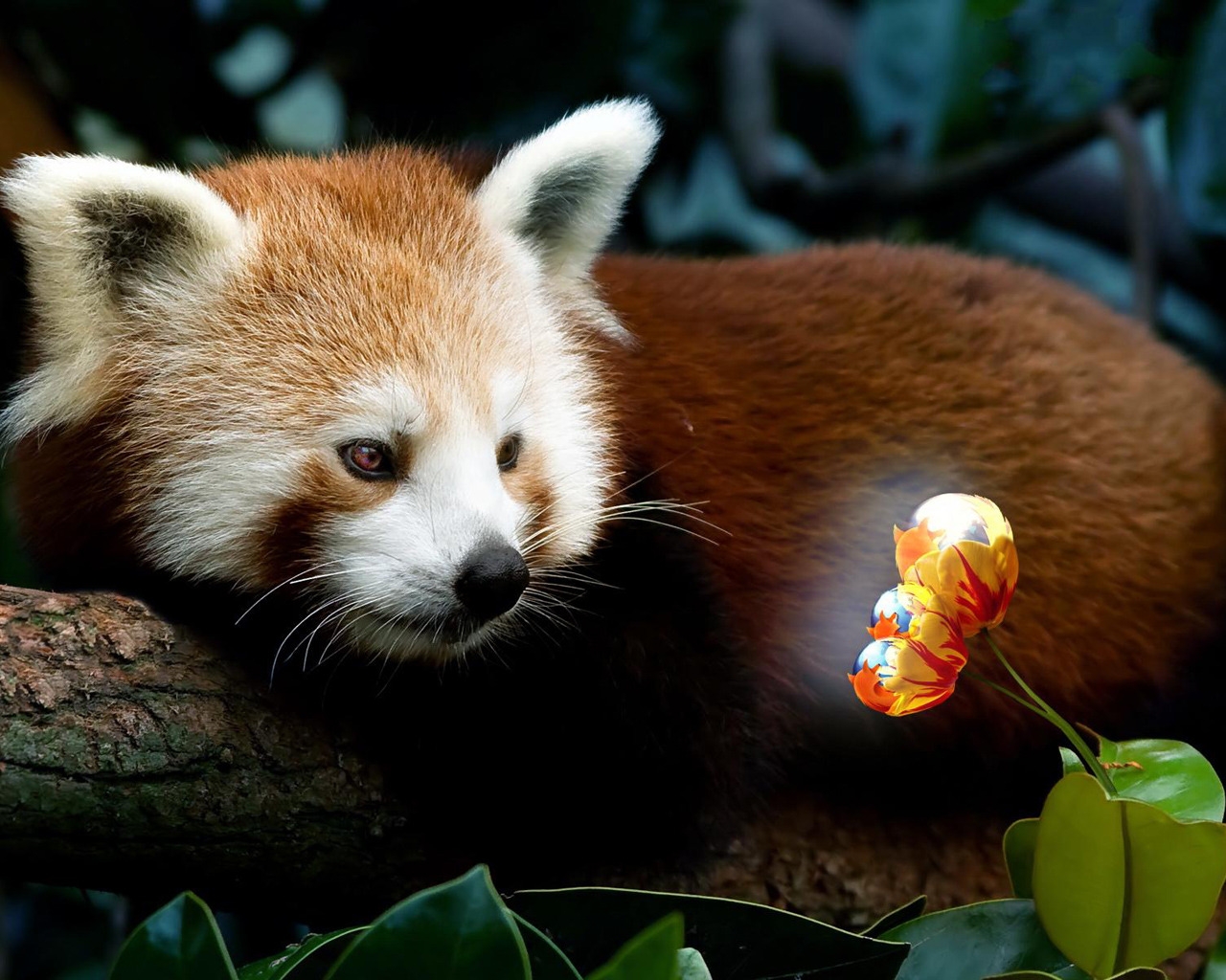 Red Panda Firefox for 1280 x 1024 resolution