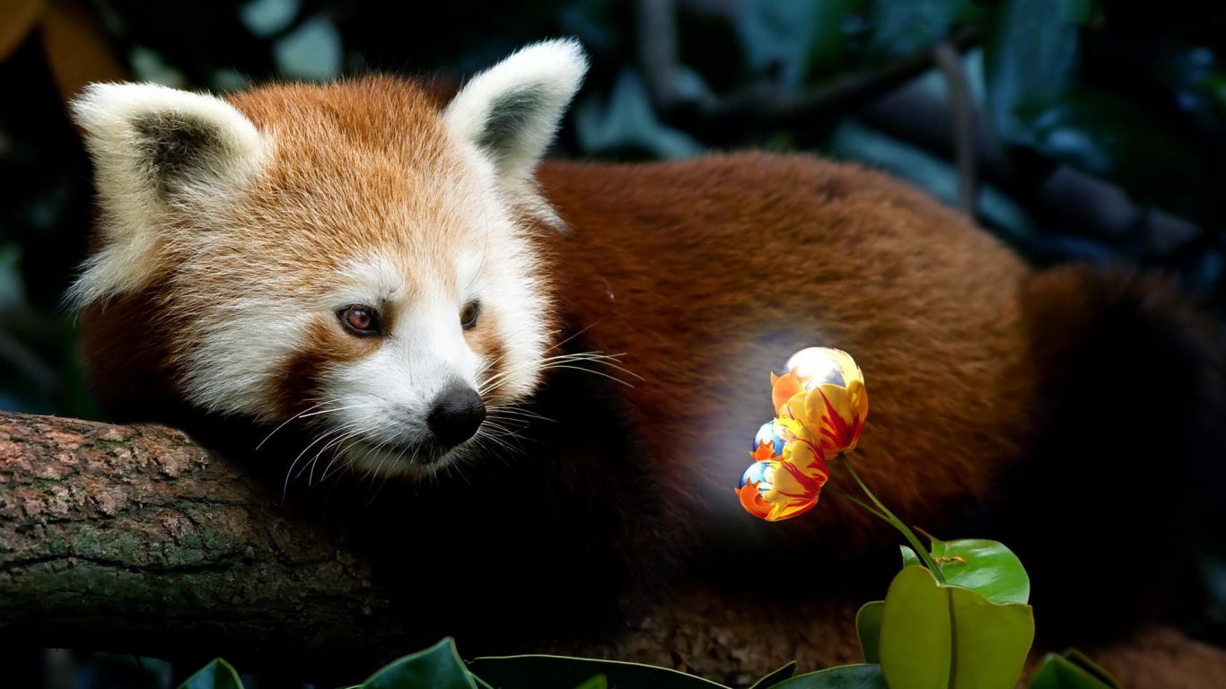 Red Panda Firefox for 1366 x 768 HDTV resolution