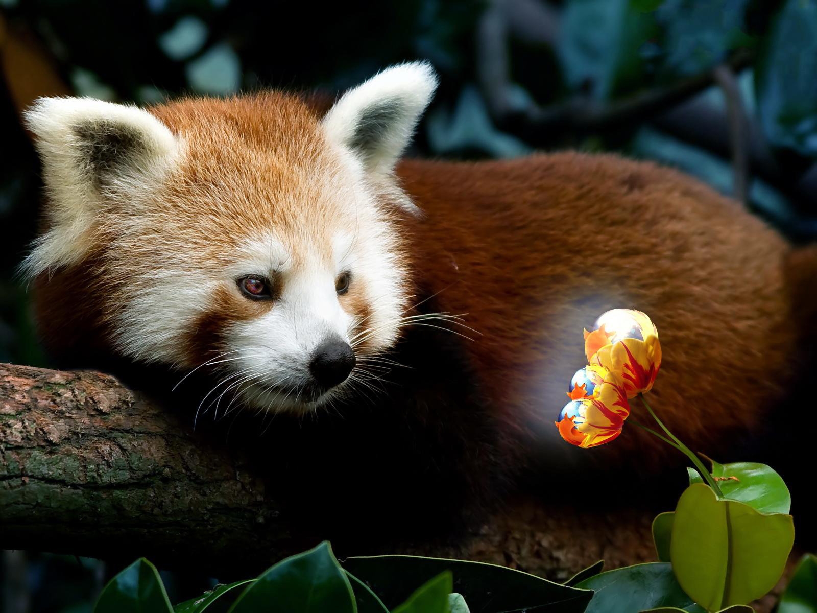 Red Panda Firefox for 1600 x 1200 resolution