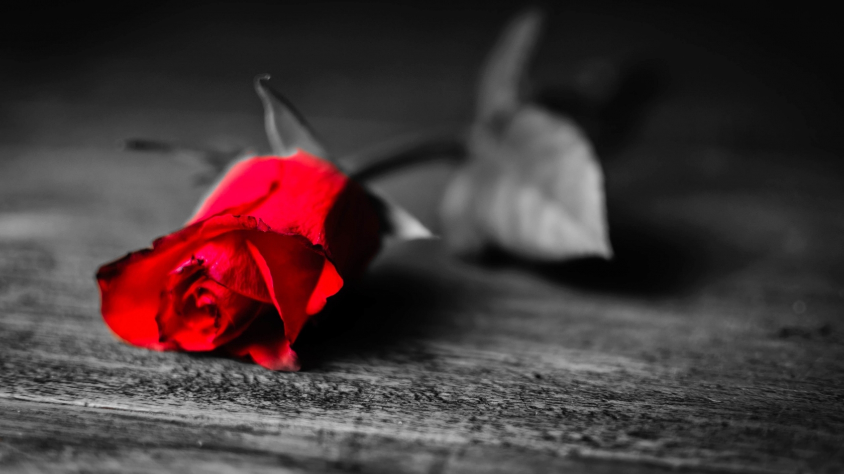 Red Rose Flower for 1680 x 945 HDTV resolution
