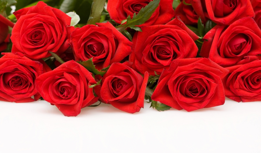 Red Roses for 1024 x 600 widescreen resolution