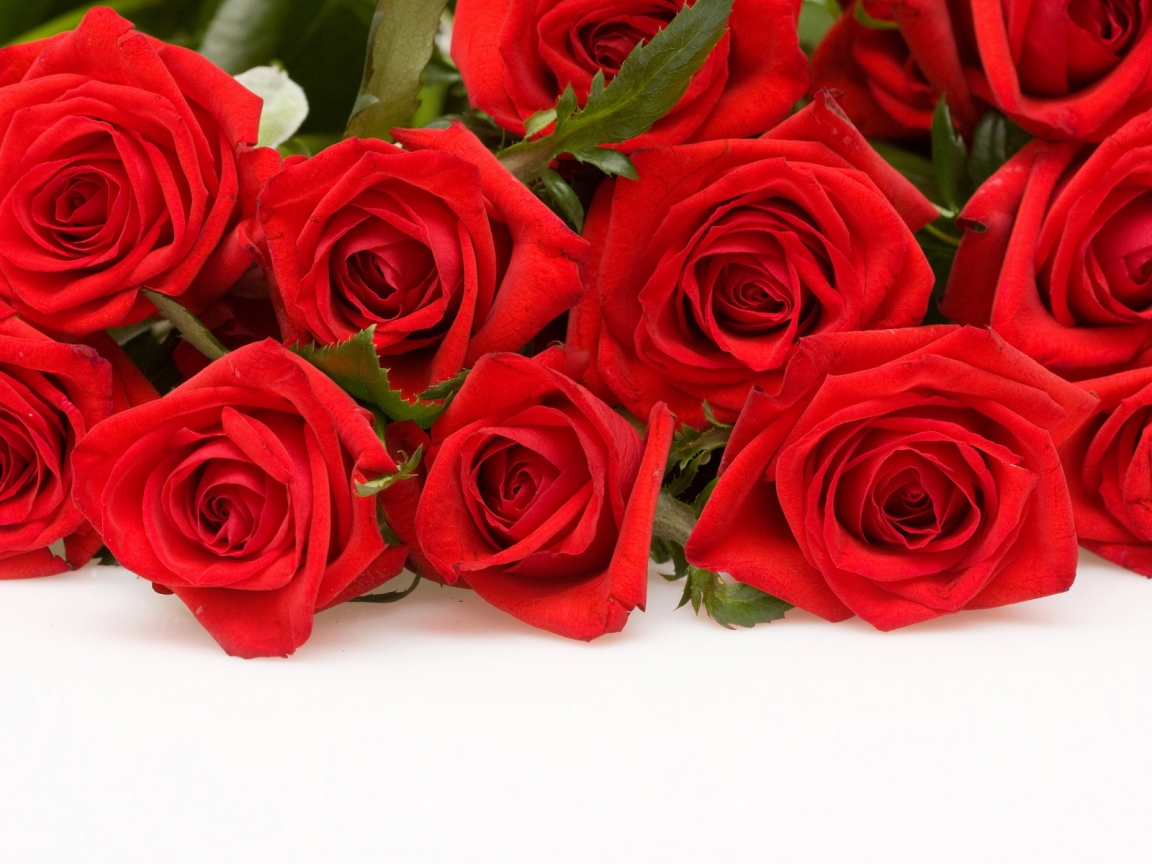 Red Roses for 1152 x 864 resolution