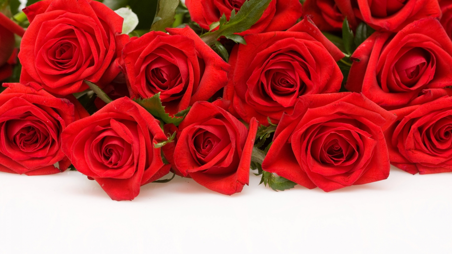 Red Roses for 1536 x 864 HDTV resolution