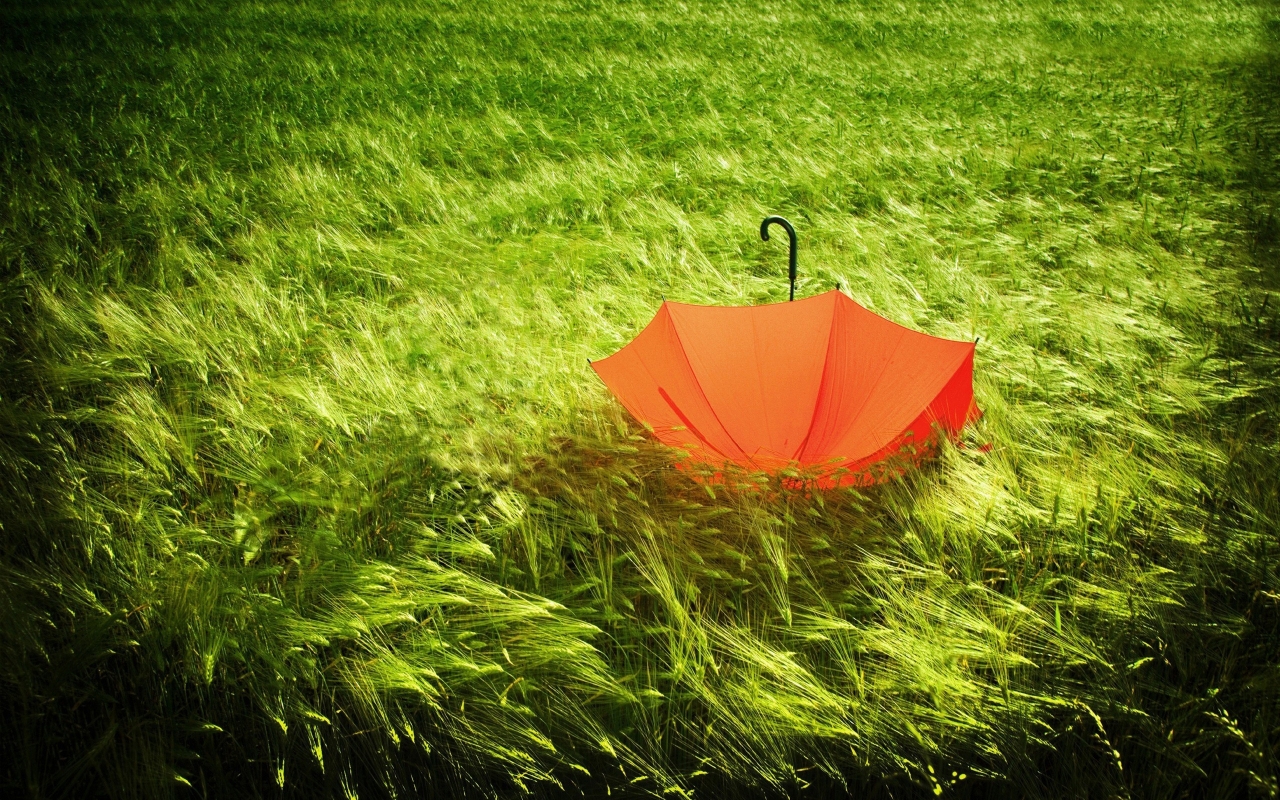 Red Umbrella for 1280 x 800 widescreen resolution