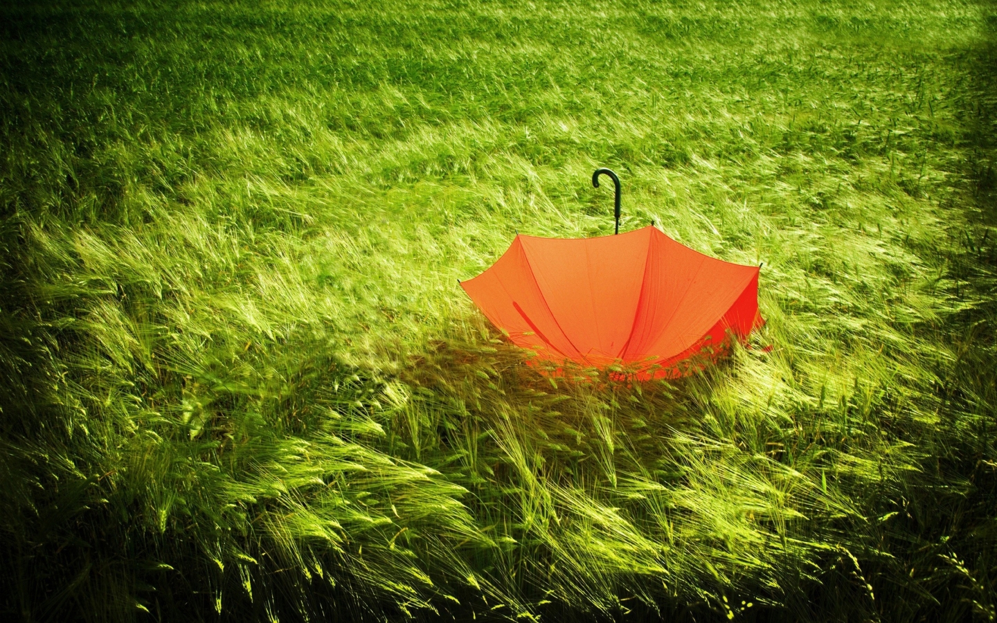 Red Umbrella for 1440 x 900 widescreen resolution