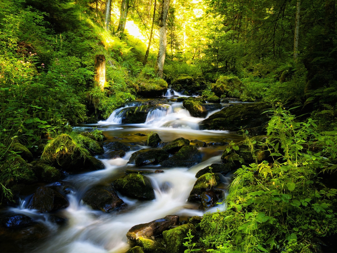 River and Green Forest for 1152 x 864 resolution