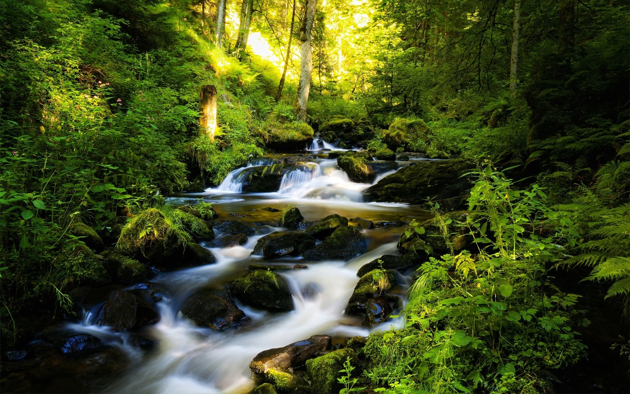 River and Green Forest for 1280 x 800 widescreen resolution