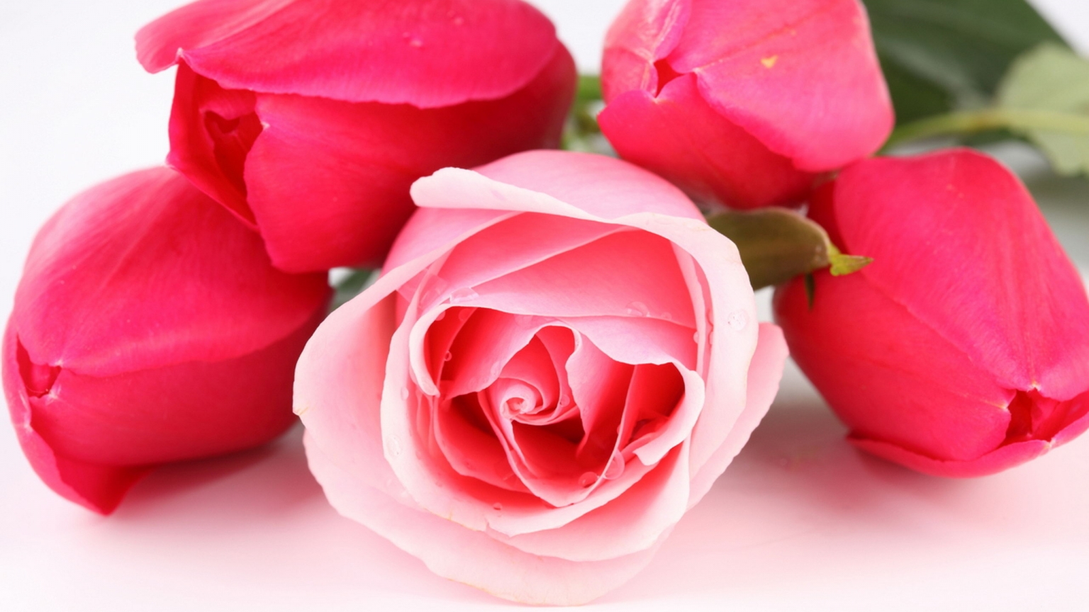 Rose and Tulips for 1536 x 864 HDTV resolution