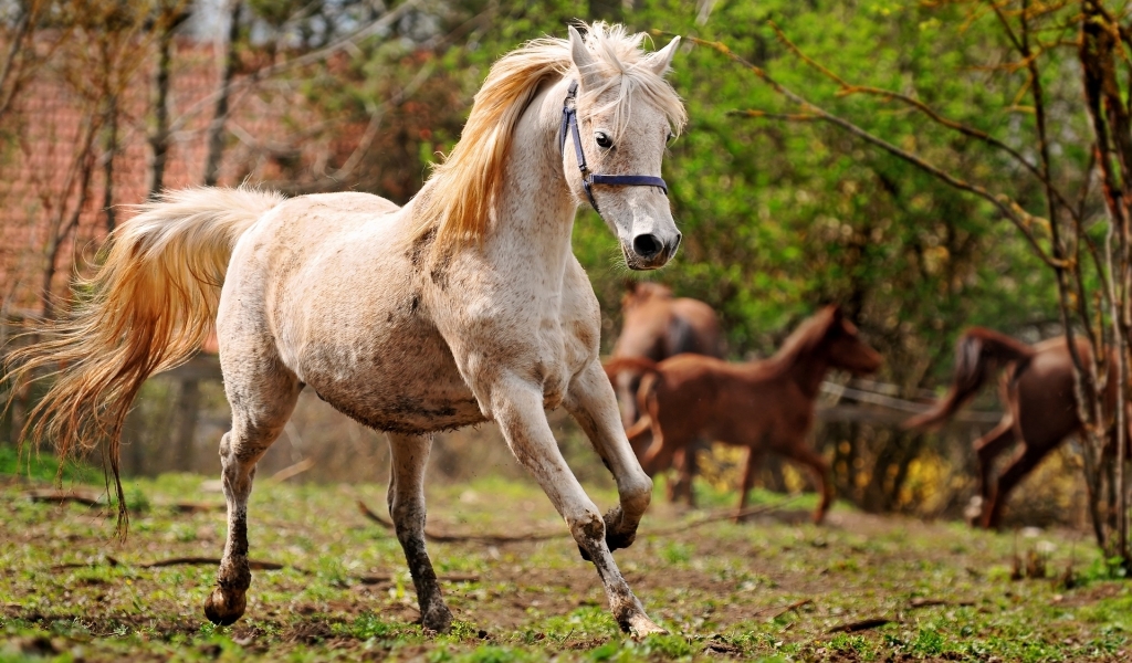 running horse wallpaper. Running horse 1024x600