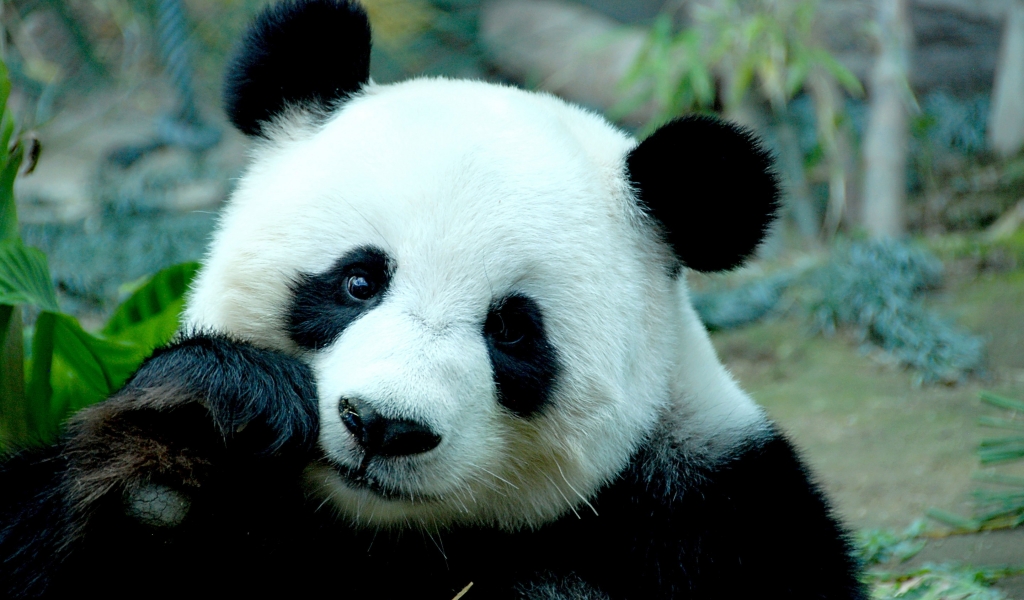 Sad Panda Bear for 1024 x 600 widescreen resolution