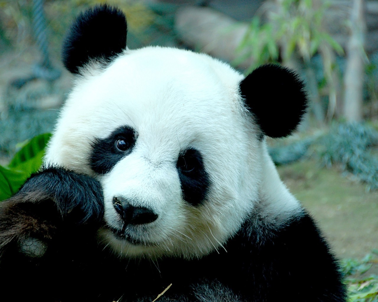 Sad Panda Bear for 1280 x 1024 resolution