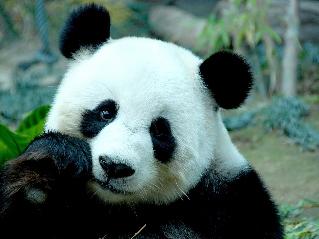 Sad Panda Bear for 1280 x 960 resolution