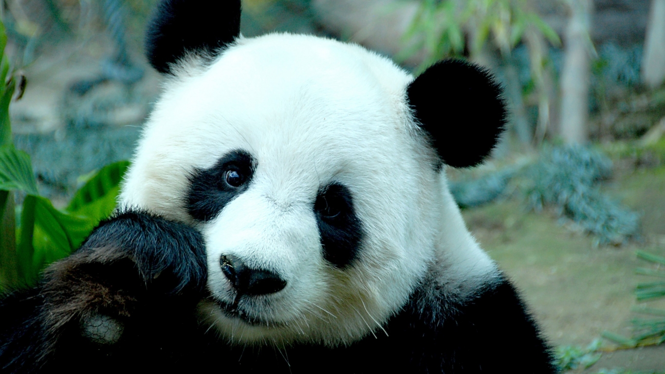 Sad Panda Bear for 1366 x 768 HDTV resolution