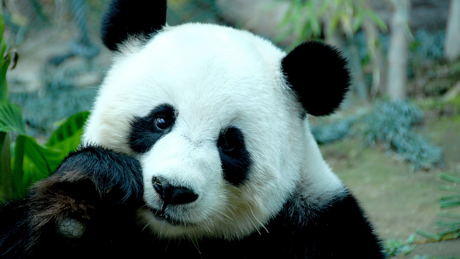 Sad Panda Bear for 1600 x 900 HDTV resolution