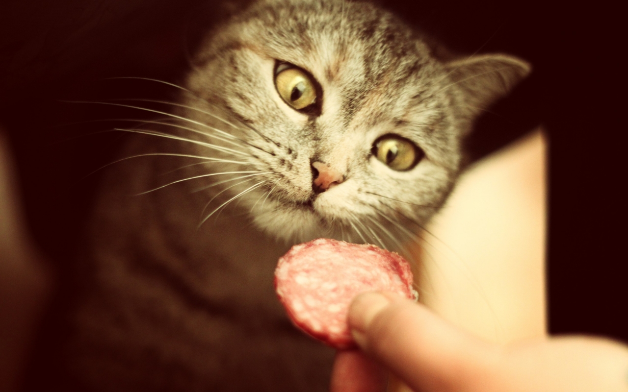 Salami for Cat for 1280 x 800 widescreen resolution