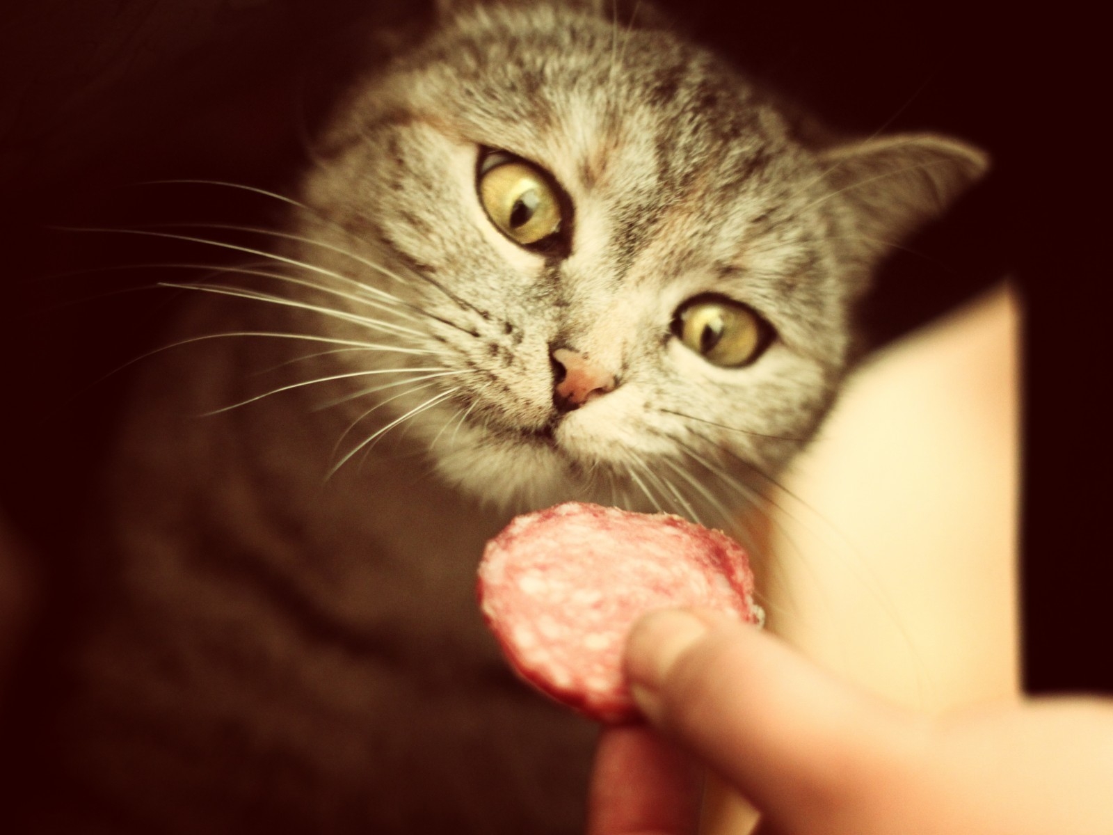Salami for Cat for 1600 x 1200 resolution