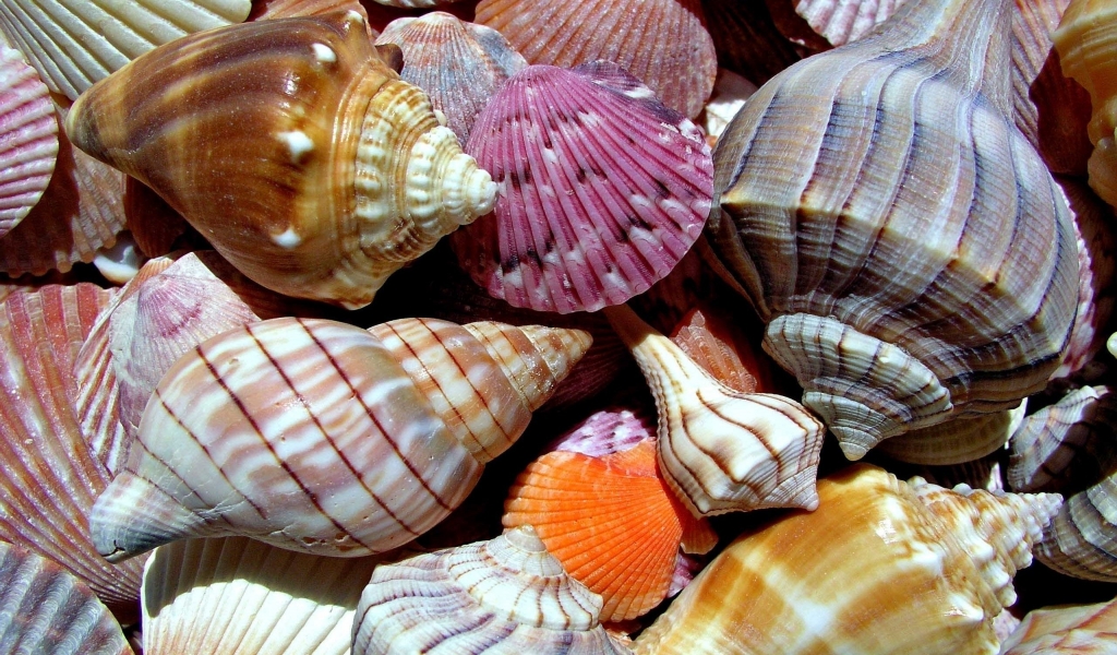 Sea Shells for 1024 x 600 widescreen resolution