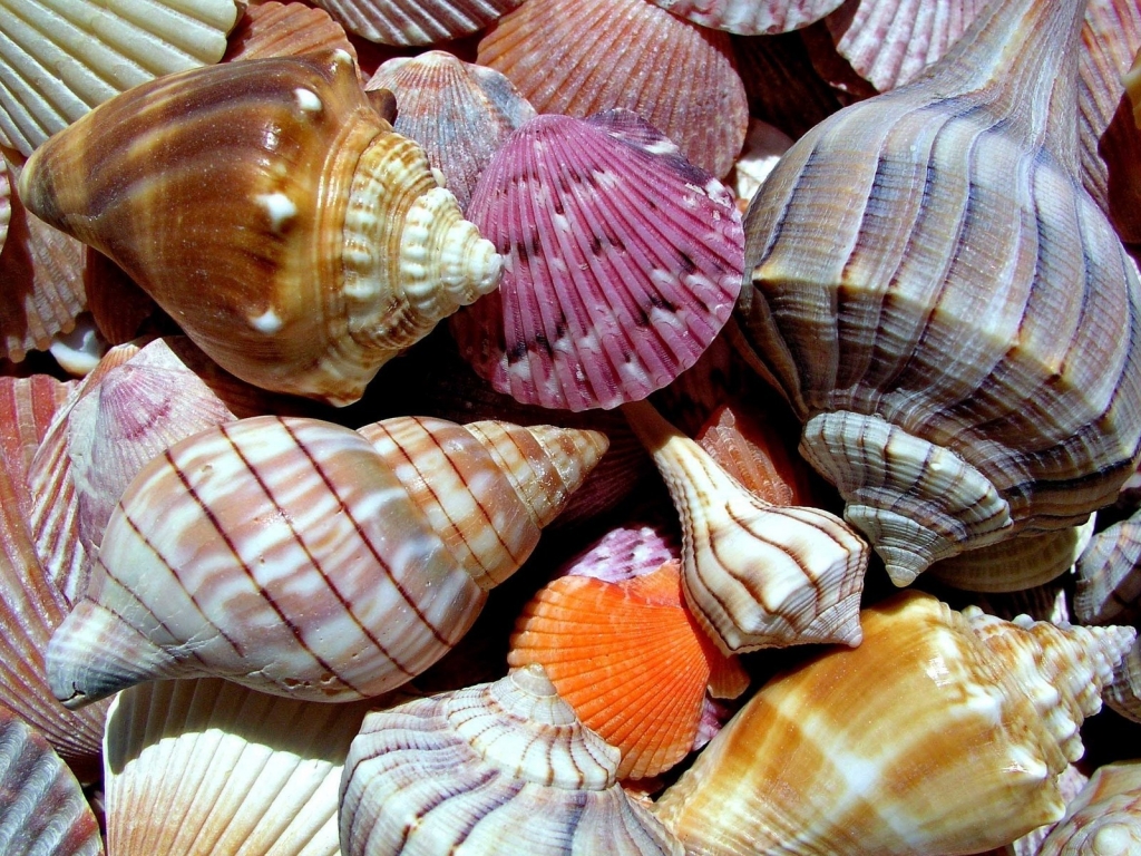 Sea Shells for 1024 x 768 resolution