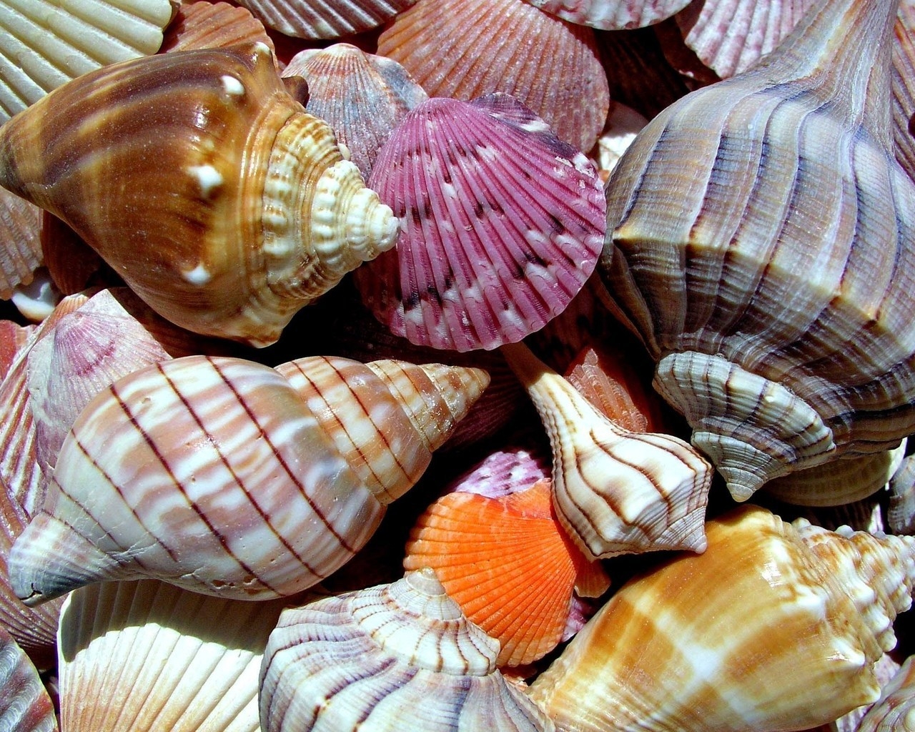 Sea Shells for 1280 x 1024 resolution